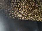চাকের মধু। — Honeycomb