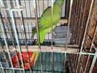 Ring Neck Parrot