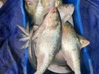 চাঁদপুরের অরিজিনাল লোকাল রুপালি ইলিশ