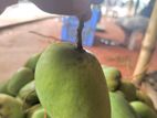চাঁপাইনবাবগঞ্জ এর ফরমালিনমুক্ত কাটি মন আম