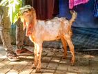 খাসির বাচ্চা