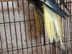 ককাটেল বেবি বিক্রি করা হবে বয়স সাড়ে তিন মাস