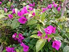চারা গাছ