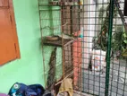 চারতলা পাখির খাঁচা