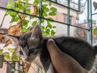চারটা দেশি বিড়ালের বাচ্চা Deshi Biral Cat