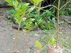 চায়না সিডলেস লেবু
