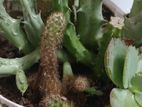 Cactus Combo. Many with pot and soil. Well rooted.