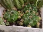 Cactus combo pack. One pot with many