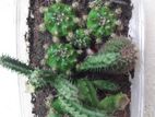 Cactus combo package with various cactuses