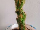 Cactus for sell