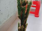 large size cactus