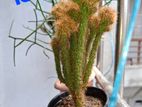 cactus plants for sell
