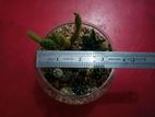 Cactus terrarium