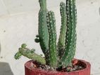 Cactus with Cement pot