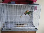 Cage For Bird