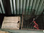 Cage sell