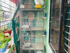 Cage Soho full setup...Lokkha kobutor.. Budgerigar