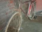 Caicale For Sell