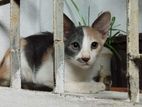 Calico cat adoption