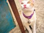 Calico Cat for Adoption