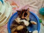 calico cat kitten 02