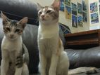 Calico female cat and Bi-colour male