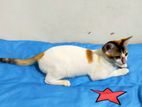Calico Female Cat