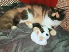 Calico Female Cat