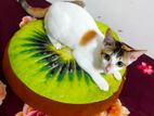 Calico Female cat Free Adoption