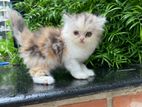 Calico female kitten