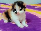 calico female Persian cat for sale