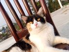 calico high quality mix adult female