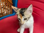 Calico kitten for adoption