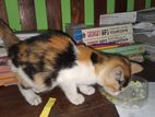 Calico Mixed Bleed Cat