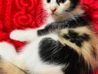 Calico Mixed Breed Cat