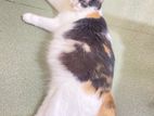 Calico Mixed Breed