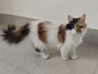 Calico Parsian Female Cat