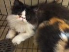 Calico persian cat