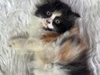 Calico Persian Cat