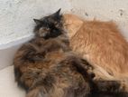 Calico Persian Cat