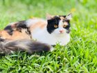 Calico persian cat