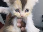 Calico Persian Female Kitten sell
