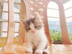 calico Persian kitten Cat