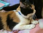 CALICO Short Hair Adult Female cat