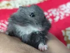 Campbell Dwarf Hamster (5 Weeks)