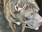 Cane Corso(Tigrato Brindle)