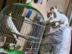 Cat Adaption