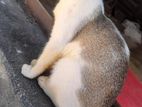 Cat Adopted