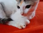 Cat adopted