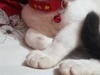 Cat Adopted